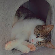 Pringles participe au concours pour gagner de l'argent avec cette photo : cat, feline, pet, domestic_animal, soft, plush, relaxed, indoor, cute, whiskers, paws, pink_pads, fur, tabby, resting, cozy, tunnel, animal, sleepy, cute_pet