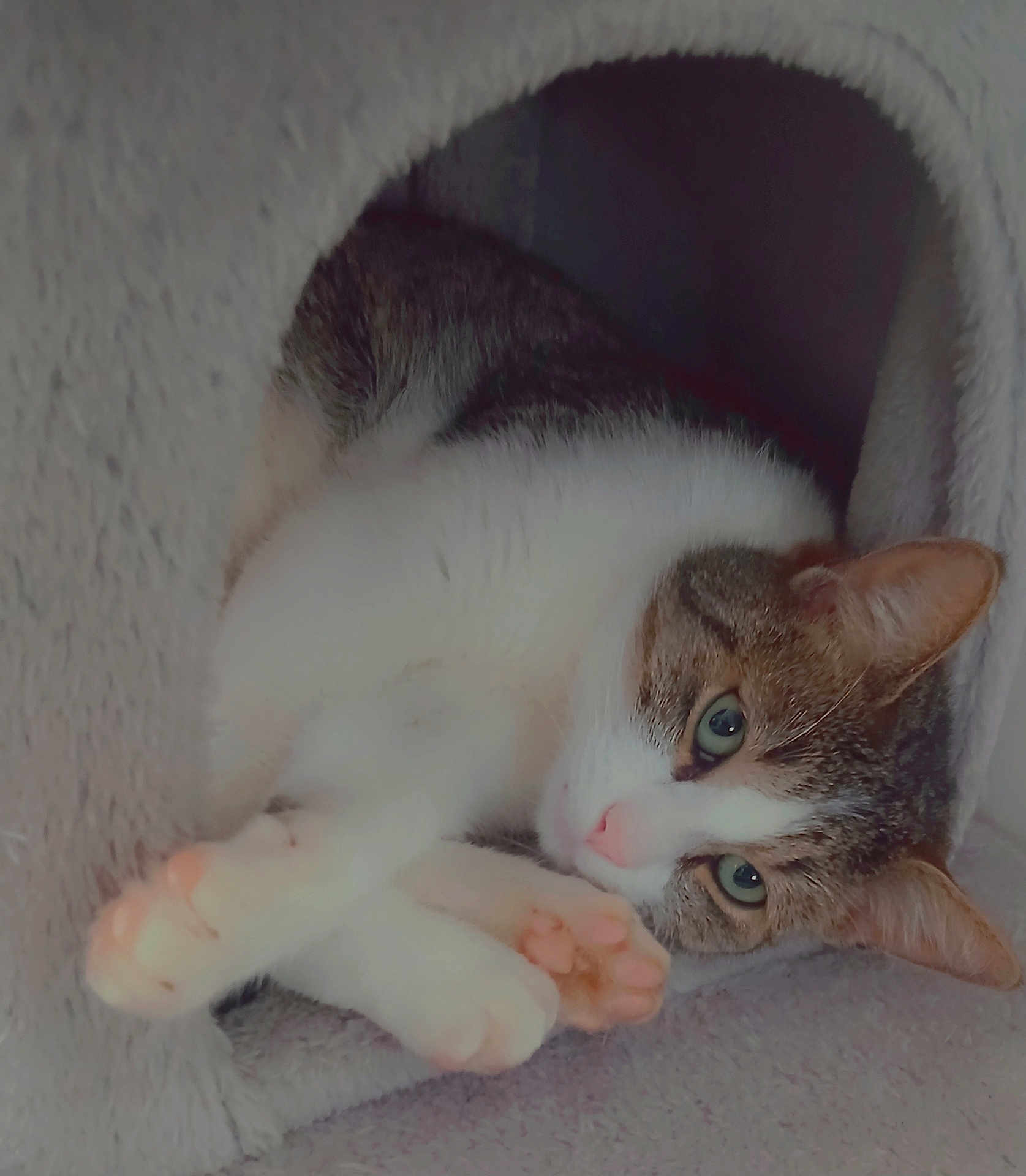 Pringles participe au concours pour gagner de l'argent avec cette photo : cat, feline, pet, domestic_animal, soft, plush, relaxed, indoor, cute, whiskers, paws, pink_pads, fur, tabby, resting, cozy, tunnel, animal, sleepy, cute_pet