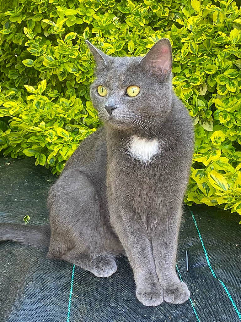 Mia a rejoint le concours — aidez-le/la à gagner de superbes lots ! carnivore, cat, domestic_short_haired_cat, felidae, fur, grass, grey, groundcover, plant, russian_blue, sitting, small_to_medium_sized_cats, snout, tail, terrestrial_animal, whiskers