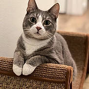 Albus joined the competition — help win amazing prizes! animal, cat, cat_scratch, closeup, cozy, curious, cute, domestic_cat, feline, furniture, gray_cat, indoor, paw, pet, portrait, relaxed, soft_focus, whiskers, white_paws, woven_texture