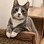 animal, cat, cat_scratch, closeup, cozy, curious, cute, domestic_cat, feline, furniture, gray_cat, indoor, paw, pet, portrait, relaxed, soft_focus, whiskers, white_paws, woven_texture