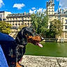 Rösti a rejoint le concours — aidez-le/la à gagner de superbes lots ! dog, dachshund, pet, animal, river, water, stone, building, architecture, sky, clouds, outdoor, sunny, daytime, leash, collar, tongue_out, black_and_tan, person_hand, trees