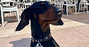 Rösti participe au concours pour gagner de l'argent avec cette photo : dog, dachshund, pet, outdoor, sunlight, cafe, table, chair, umbrella, pavement, collar, leash, shadow, happy, closeup, animal, canine, daytime, relaxation, snout