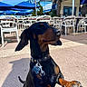 dog, dachshund, pet, outdoor, sunlight, cafe, table, chair, umbrella, pavement, collar, leash, shadow, happy, closeup, animal, canine, daytime, relaxation, snout