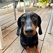 Rösti a rejoint le concours — aidez-le/la à gagner de superbes lots ! dog, dachshund, pet, animal, outdoor, wooden_deck, floor, brown, black, ears, eyes, snout, paws, furniture, chair, plant, leaves, daylight, portrait, cute
