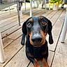 dog, dachshund, pet, animal, outdoor, wooden_deck, floor, brown, black, ears, eyes, snout, paws, furniture, chair, plant, leaves, daylight, portrait, cute