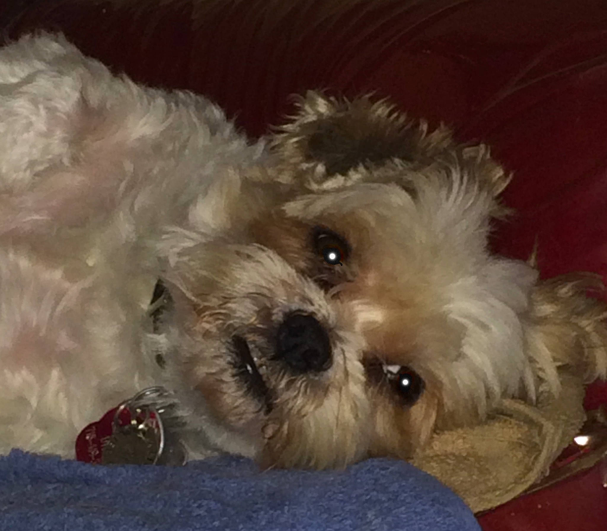 Dylan joined the competition — help win amazing prizes! canidae, carnivore, cockapoo, companion_dog, dog, dog_breed, dog_clothes, dog_collar, dog_supply, eyewear, fur, poodle_crossbreed, puppy_love, shih_poo, small_terrier, snout, sporting_group, terrier, toy_dog, working_animal