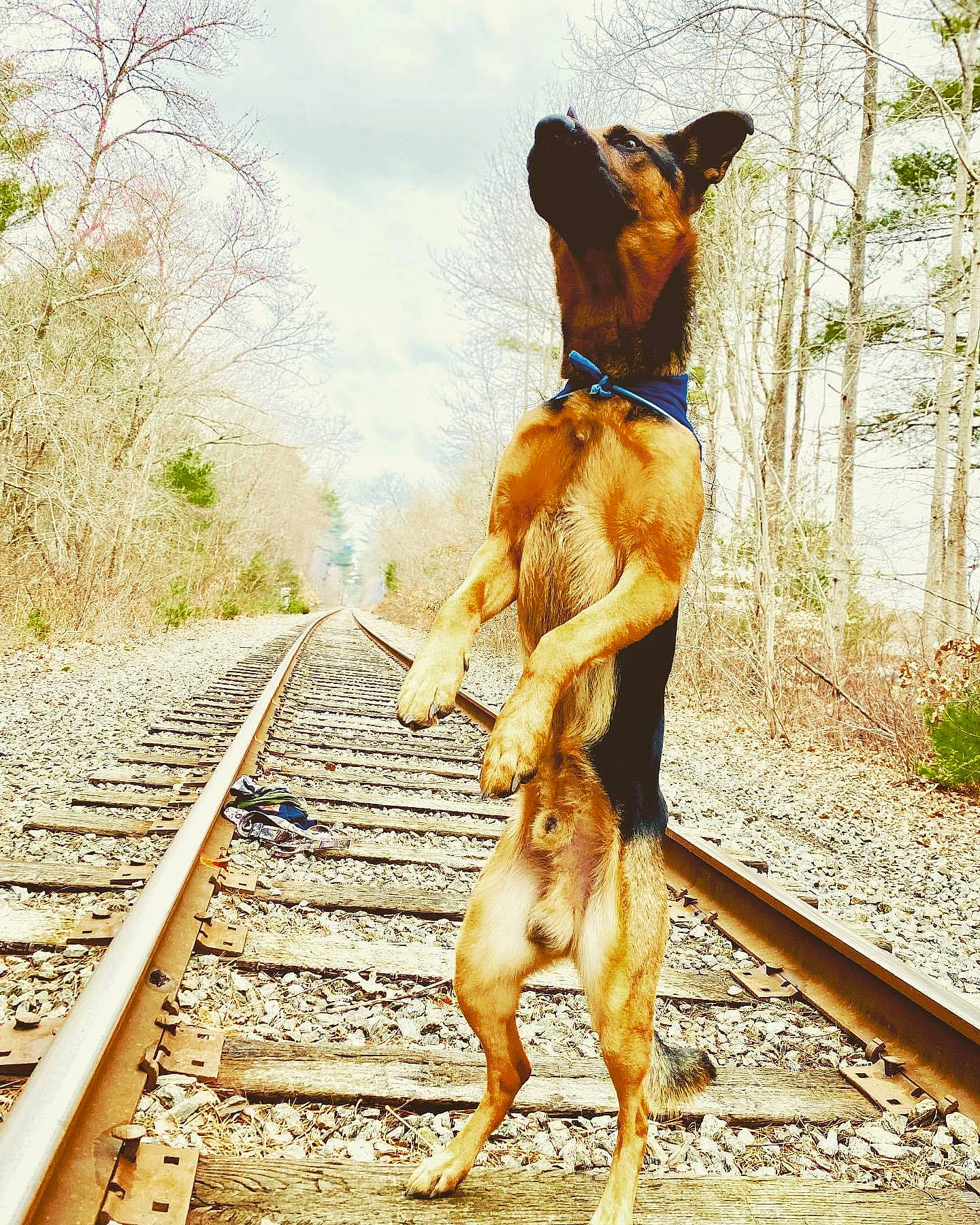 Kaiser is registered to the contest to win money with this photo: adventure, carnivore, cloud, companion_dog, dog, dog_breed, fawn, human_leg, people_in_nature, plant, recreation, sky, sporting_group, tail, thigh, tree, wildlife, wood, working_animal, working_dog