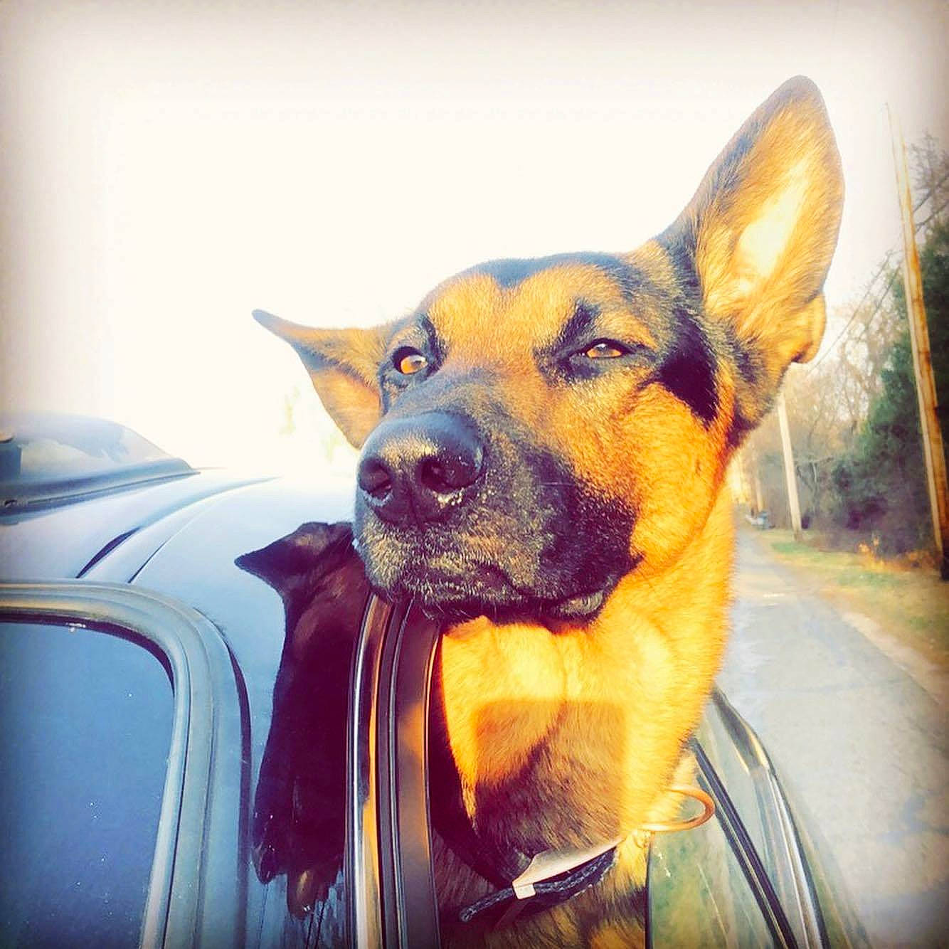 Kaiser joined the competition — help win amazing prizes! automotive_lighting, automotive_mirror, carnivore, cloud, collar, companion_dog, dog, dog_breed, fawn, hood, plant, sky, snout, tints_and_shades, vehicle, vehicle_door, whiskers, window, windscreen_wiper, windshield