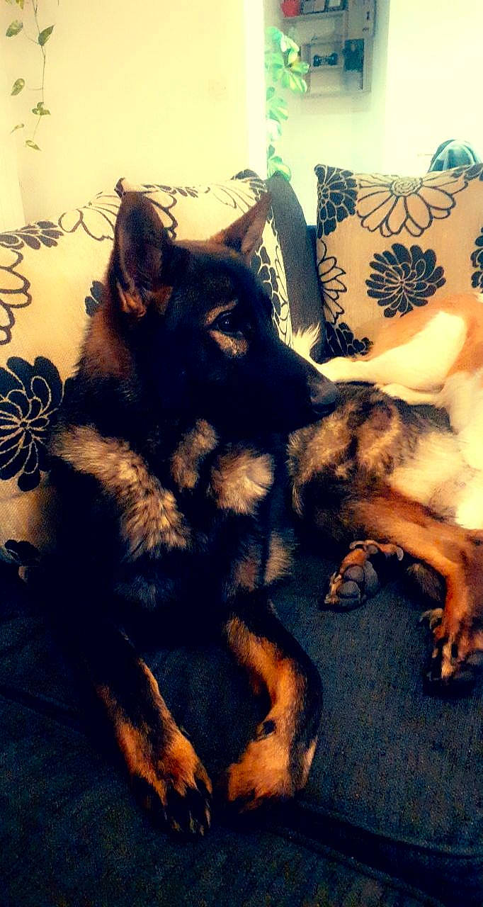 Paco a rejoint le concours — aidez-le/la à gagner de superbes lots ! bohemian_shepherd, canidae, carnivore, companion_dog, dog, dog_breed, east_european_shepherd, german_shepherd_dog, king_shepherd, mammal, old_german_shepherd_dog, puppy, vertebrate