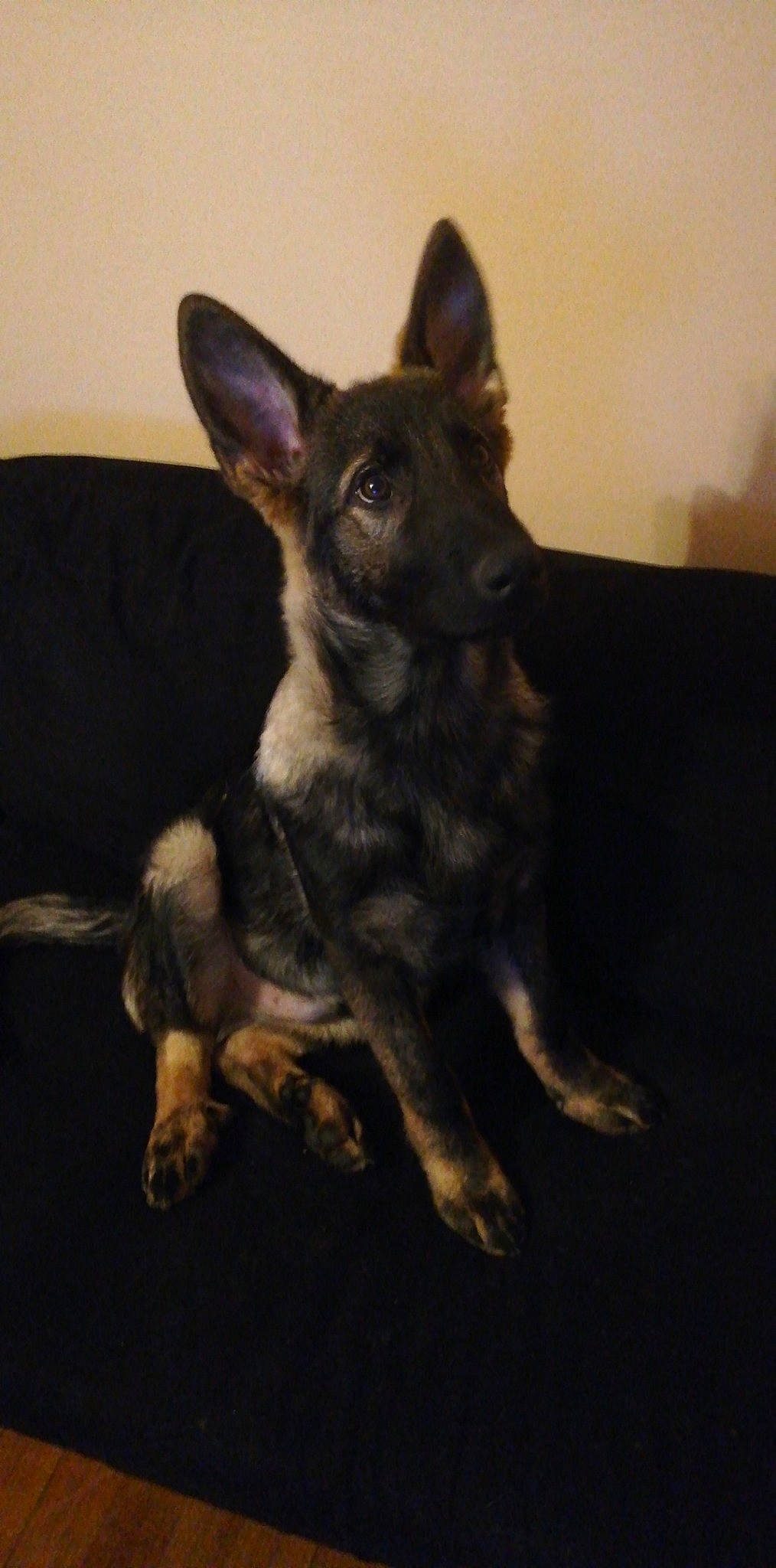 Paco a rejoint le concours — aidez-le/la à gagner de superbes lots ! canidae, carnivore, dog, dog_breed, dutch_shepherd_dog, ear, german_shepherd_dog, mammal, puppy, rare_breed_dog, snout, vertebrate