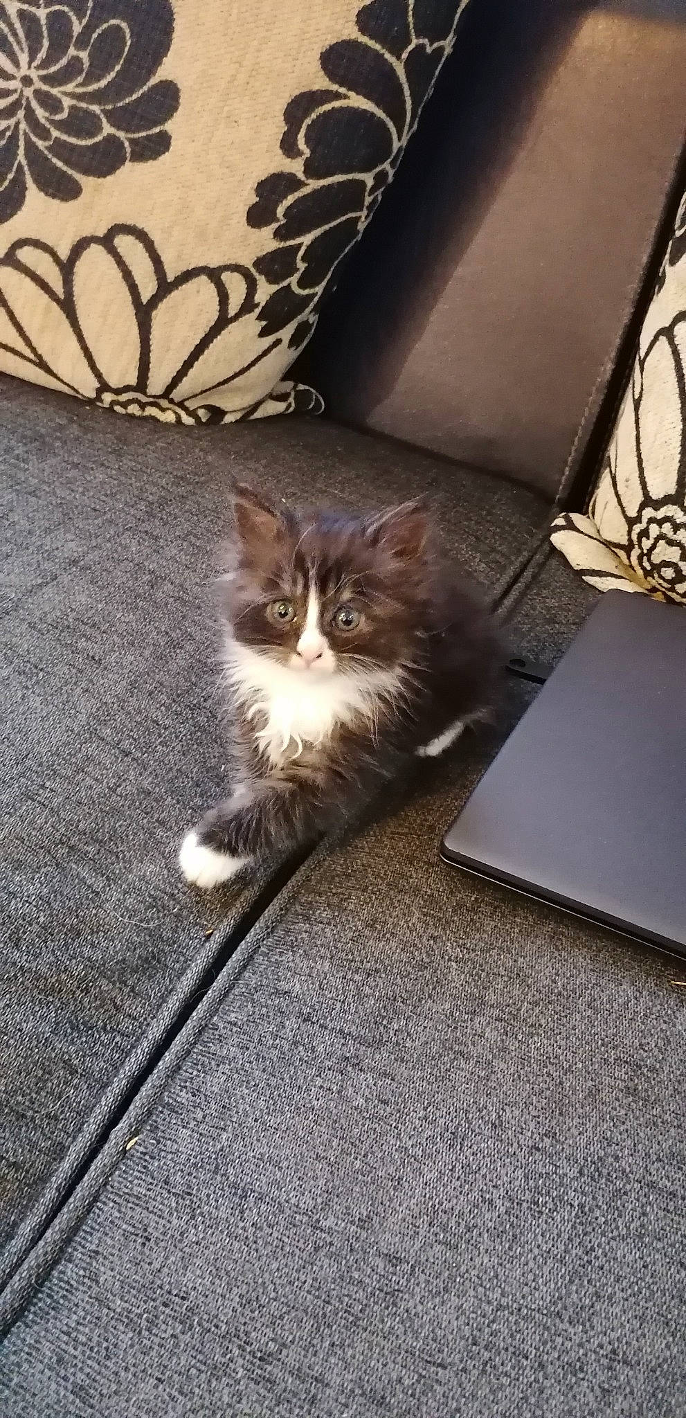 Simba participe au concours pour gagner de l'argent avec cette photo : asphalt, carnivore, cat, comfort, couch, domestic_short_haired_cat, felidae, floor, flooring, fur, grey, laptop, netbook, paw, road_surface, small_to_medium_sized_cats, tail, tints_and_shades, whiskers, wood