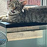 cat, tabby_cat, pet, animal, feline, whiskers, ears, open_mouth, looking_at_camera, lying_down, aquarium, fish_tank, gravel, water, window, sunlight, indoor, home, portrait, funny_expression