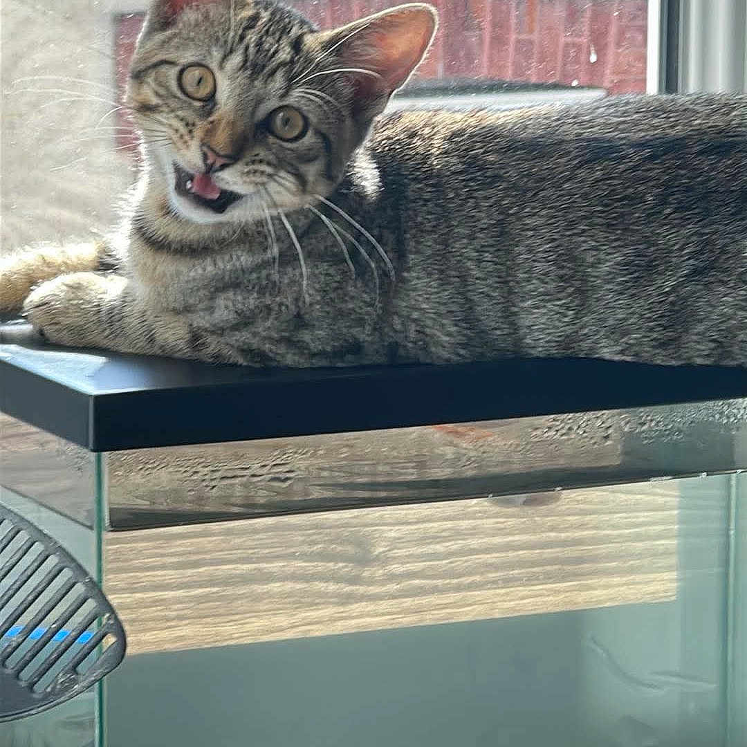 Yuki