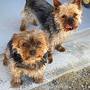 Kiki Et Nounoune a rejoint le concours — aidez-le/la à gagner de superbes lots ! dog, dogs, yorkshire_terrier, small_dog, pet, puppy, furry, tongue_out, curious_eyes, close_up, porch, concrete, gravel, paws, ears, whiskers, brown_coat, black_coat, pair, wheel