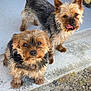dog, dogs, yorkshire_terrier, small_dog, pet, puppy, furry, tongue_out, curious_eyes, close_up, porch, concrete, gravel, paws, ears, whiskers, brown_coat, black_coat, pair, wheel