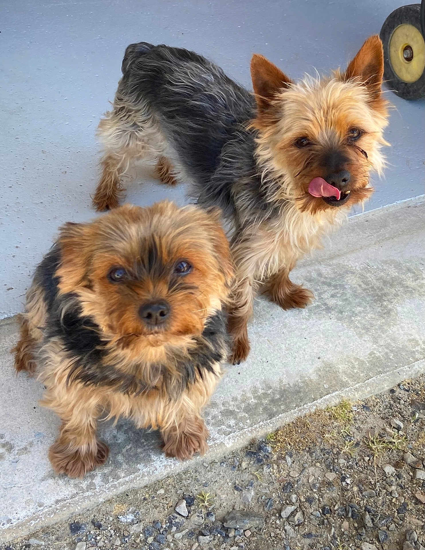 Kiki Et Nounoune a rejoint le concours — aidez-le/la à gagner de superbes lots ! dog, dogs, yorkshire_terrier, small_dog, pet, puppy, furry, tongue_out, curious_eyes, close_up, porch, concrete, gravel, paws, ears, whiskers, brown_coat, black_coat, pair, wheel