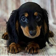 Lacey joined the competition — help win amazing prizes! adorable, black_and_tan, brown_markings, close_up, curtains, cute, dog, floppy_ears, front_paws, furry, indoor, large_eyes, long_hair, looking_at_camera, lying_down, nose, pet, portrait, puppy, wooden_floor
