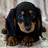 adorable, black_and_tan, brown_markings, close_up, curtains, cute, dog, floppy_ears, front_paws, furry, indoor, large_eyes, long_hair, looking_at_camera, lying_down, nose, pet, portrait, puppy, wooden_floor