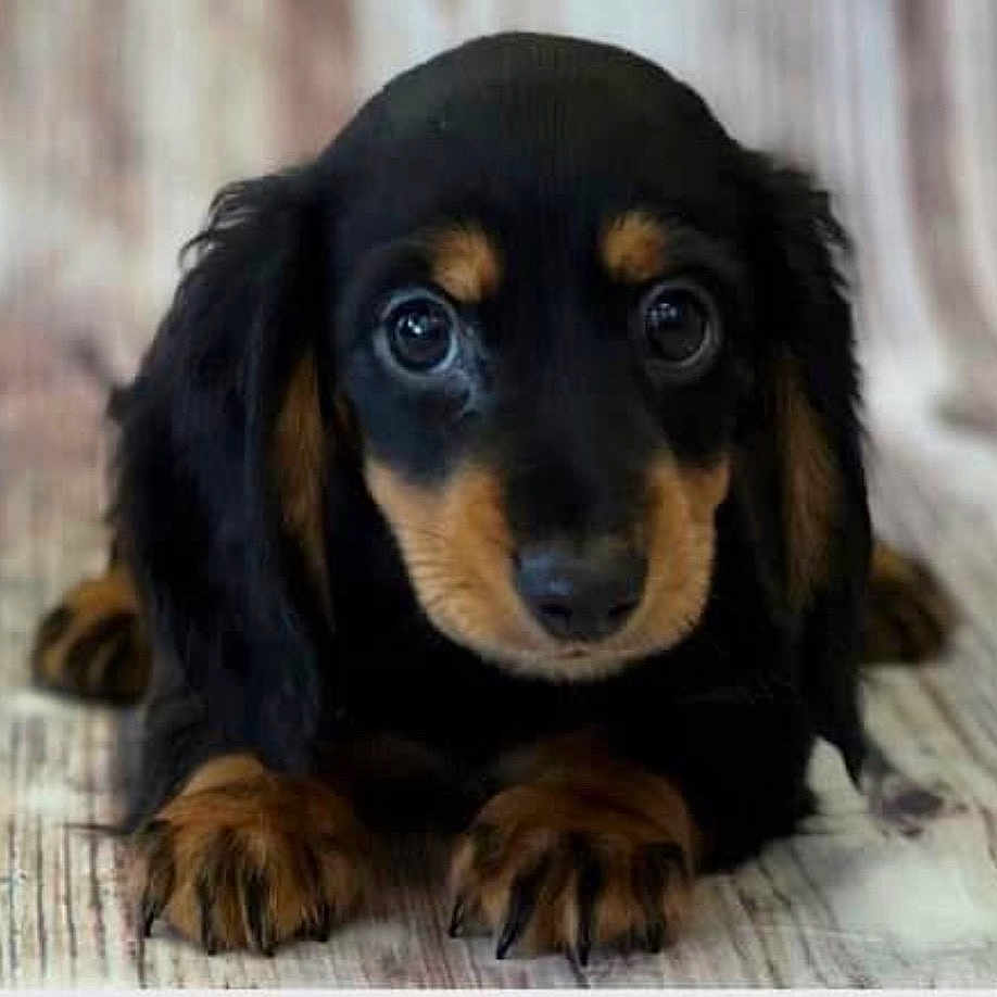 Lacey joined the competition — help win amazing prizes! adorable, black_and_tan, brown_markings, close_up, curtains, cute, dog, floppy_ears, front_paws, furry, indoor, large_eyes, long_hair, looking_at_camera, lying_down, nose, pet, portrait, puppy, wooden_floor