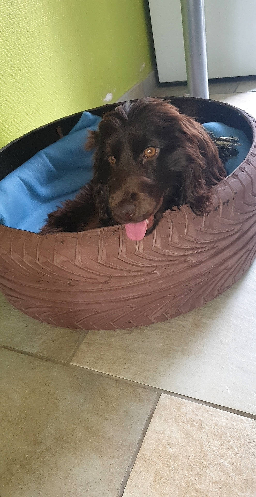 Otto participe au concours pour gagner de l'argent avec cette photo : american_cocker_spaniel, boykin_spaniel, canidae, carnivore, cocker_spaniel, companion_dog, dog, dog_breed, english_cocker_spaniel, german_spaniel, mammal, spaniel, sporting_group, vertebrate