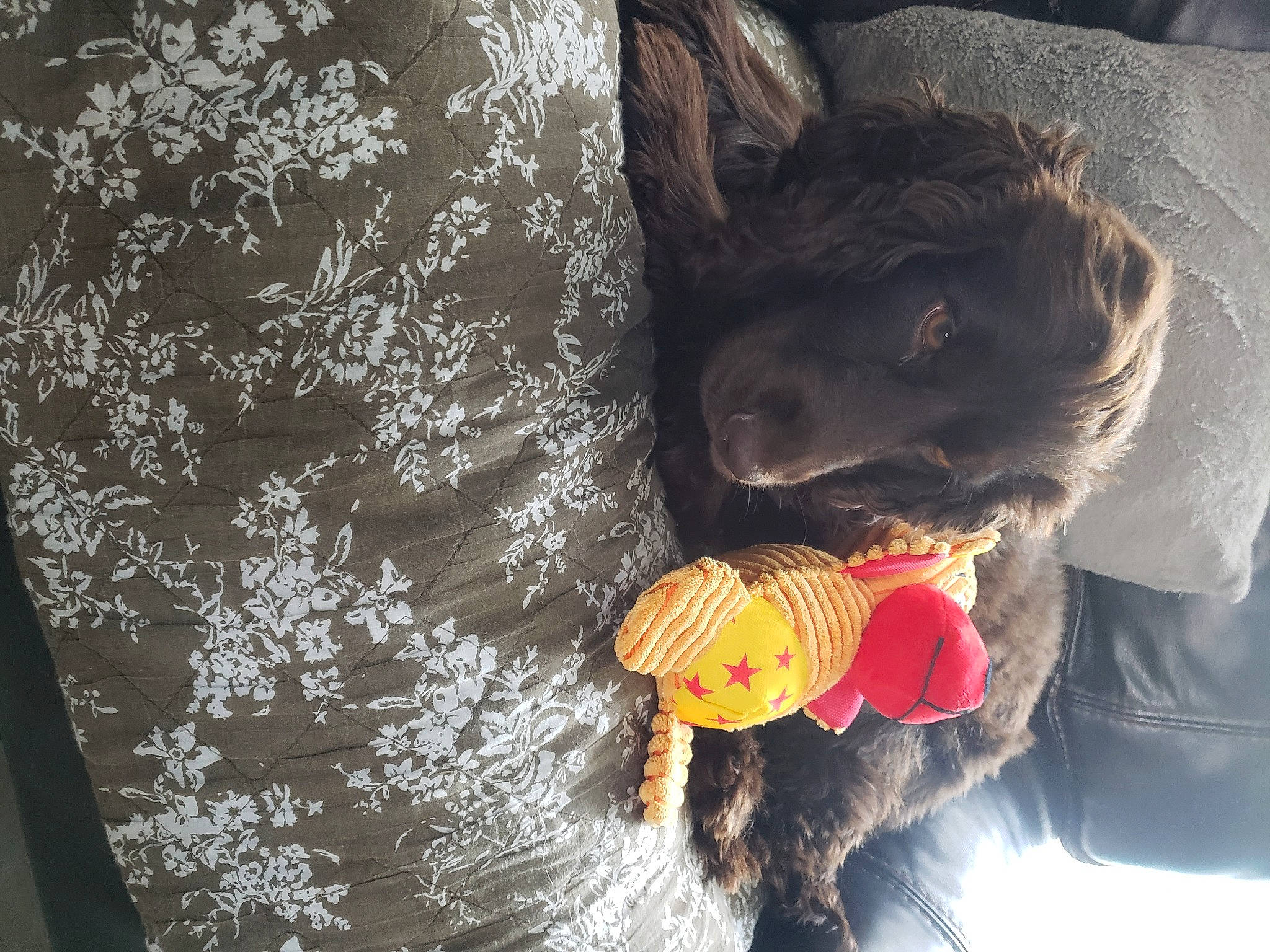 Otto a rejoint le concours — aidez-le/la à gagner de superbes lots ! canidae, carnivore, dog, dog_breed, french_bulldog, labrador_retriever, puppy, sporting_group