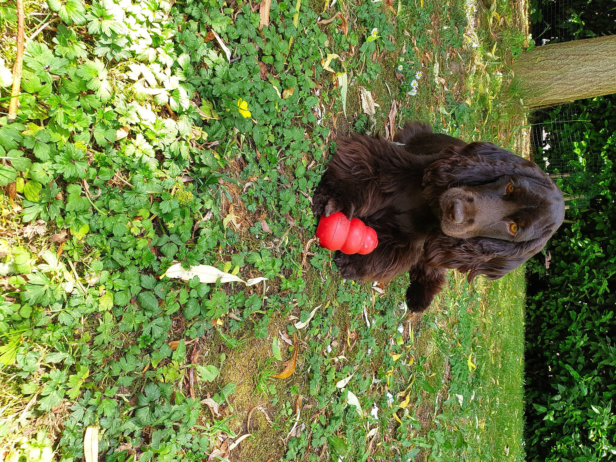 Otto a rejoint le concours — aidez-le/la à gagner de superbes lots ! boykin_spaniel, canidae, carnivore, dog, grass, sporting_group