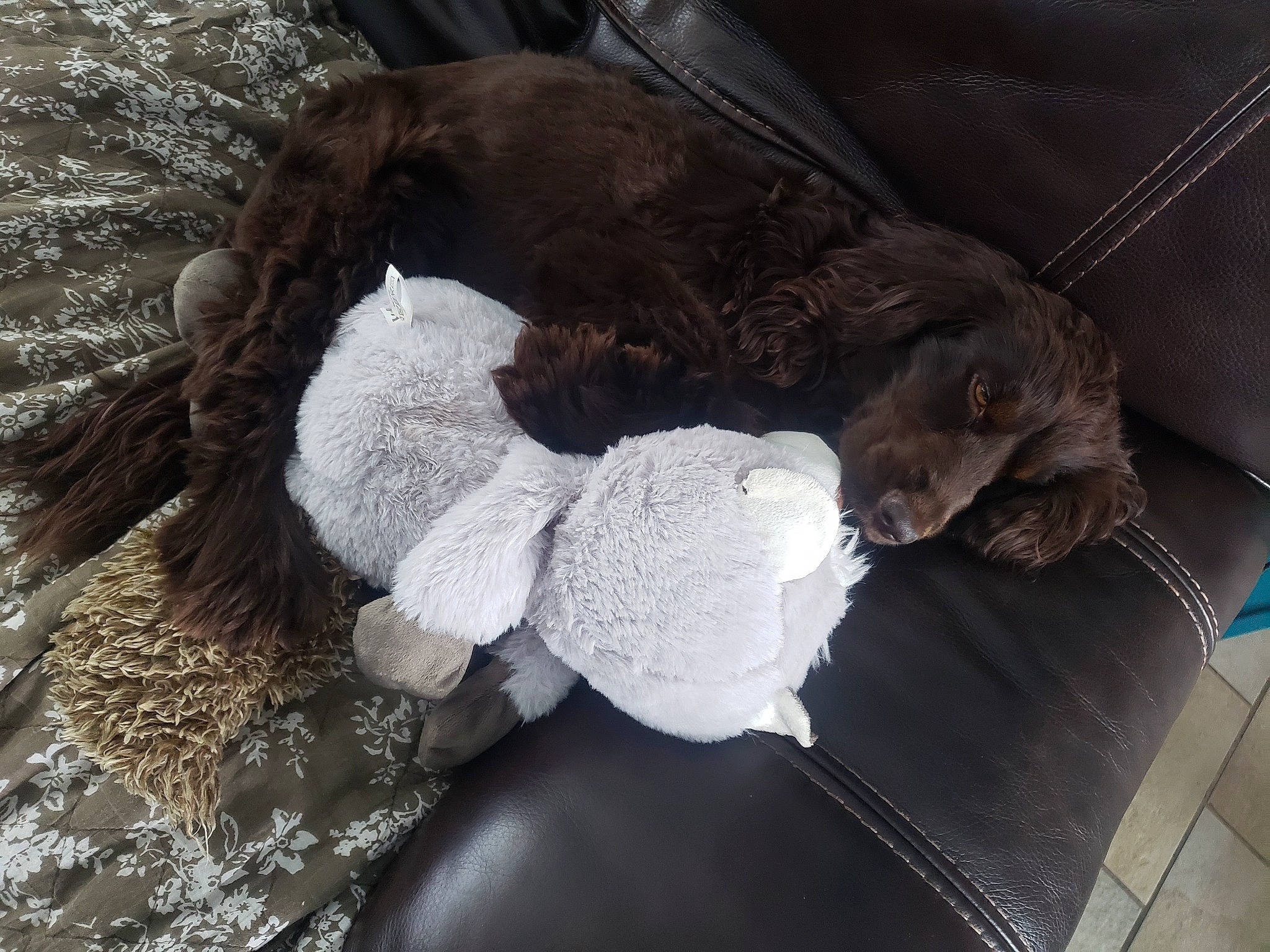 Otto participe au concours pour gagner de l'argent avec cette photo : american_cocker_spaniel, brown, canidae, carnivore, cockapoo, companion_dog, dog, dog_breed, english_cocker_spaniel, field_spaniel, fur, liver, puppy, spaniel, sporting_group