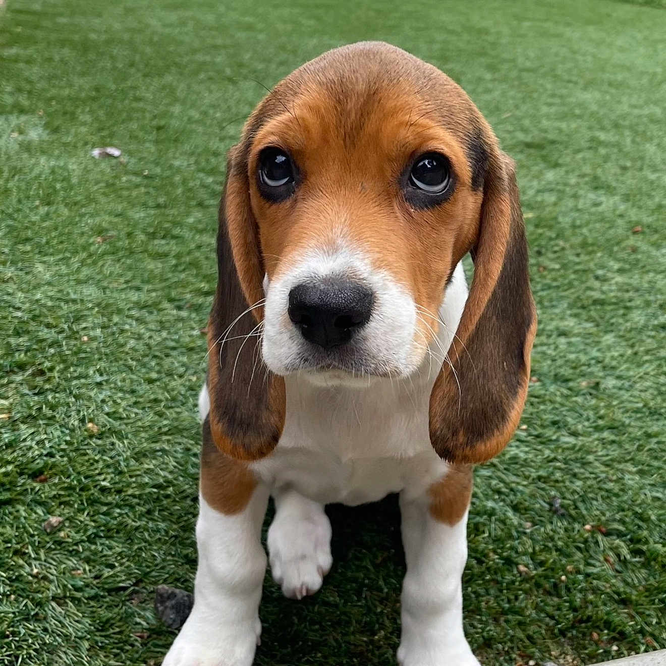 Nova joined the competition — help win amazing prizes! adorable, animal, beagle, close_up, cute, dog, ears, front_paws, fur, grass, looking_up, nature, nose, outdoor, pet, puppy, sitting, small, whiskers, young
