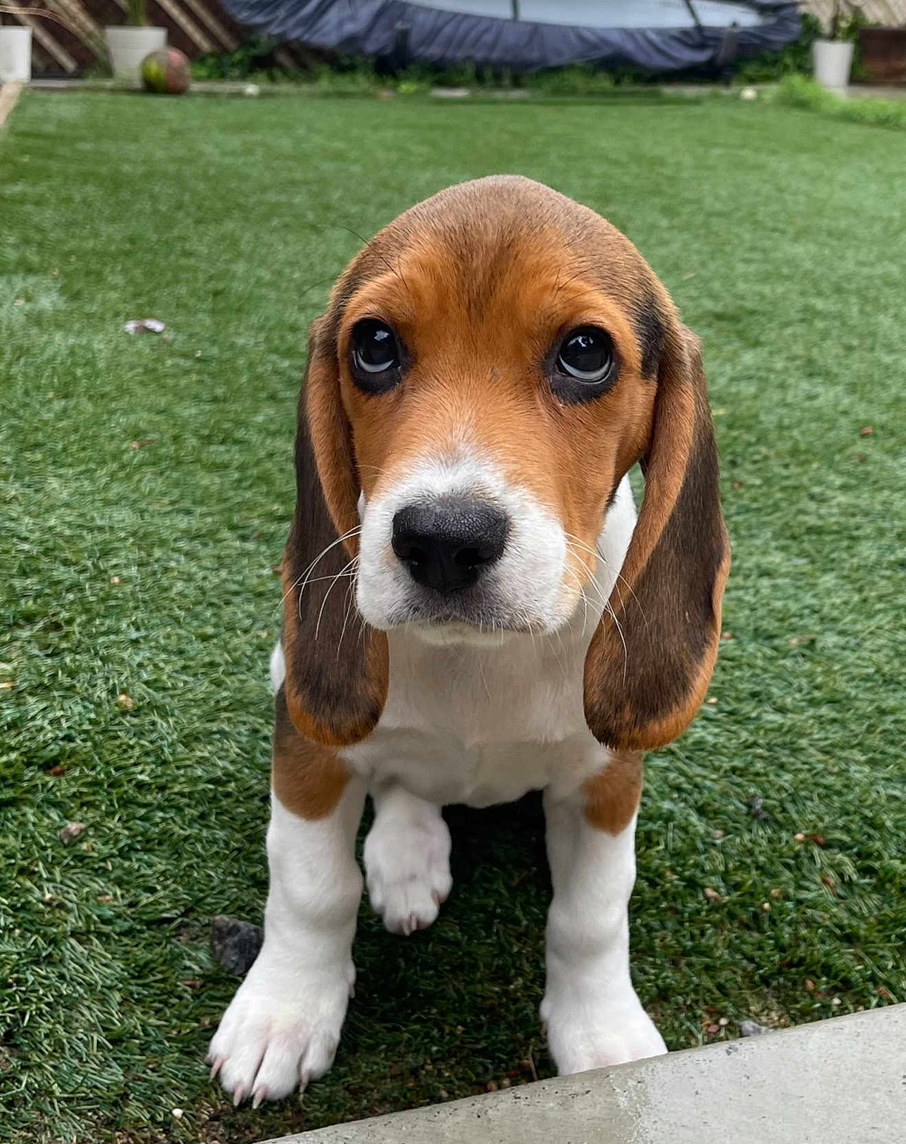 Nova