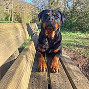 Belle participe au concours pour gagner de l'argent avec cette photo : rottweiler, dog, pet, sitting, bench, wood, outdoor, park, autumn, trees, nature, portrait, animal, black_and_brown, large_dog, paws, sunlight, canine, blue_sky, serious_expression