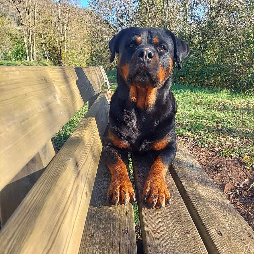 Belle participe au concours pour gagner de l'argent avec cette photo : rottweiler, dog, pet, sitting, bench, wood, outdoor, park, autumn, trees, nature, portrait, animal, black_and_brown, large_dog, paws, sunlight, canine, blue_sky, serious_expression