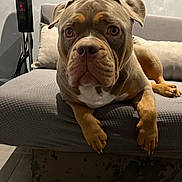 Sasha a rejoint le concours — aidez-le/la à gagner de superbes lots ! animal, canine, couch, dog, ears, eyes, fan, floor, furniture, gray, home, indoor, legs, looking_at_camera, mammal, nails, pet, pillow, relaxed, snout