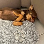 Appy participe au concours pour gagner de l'argent avec cette photo : dog, puppy, sleeping, brown, fluffy, cushion, paw_print, indoor, cozy, relaxed, tile_floor, small_dog, cute, pet, resting, fur, ears, animal, companion, napping