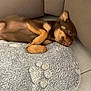 dog, puppy, sleeping, brown, fluffy, cushion, paw_print, indoor, cozy, relaxed, tile_floor, small_dog, cute, pet, resting, fur, ears, animal, companion, napping