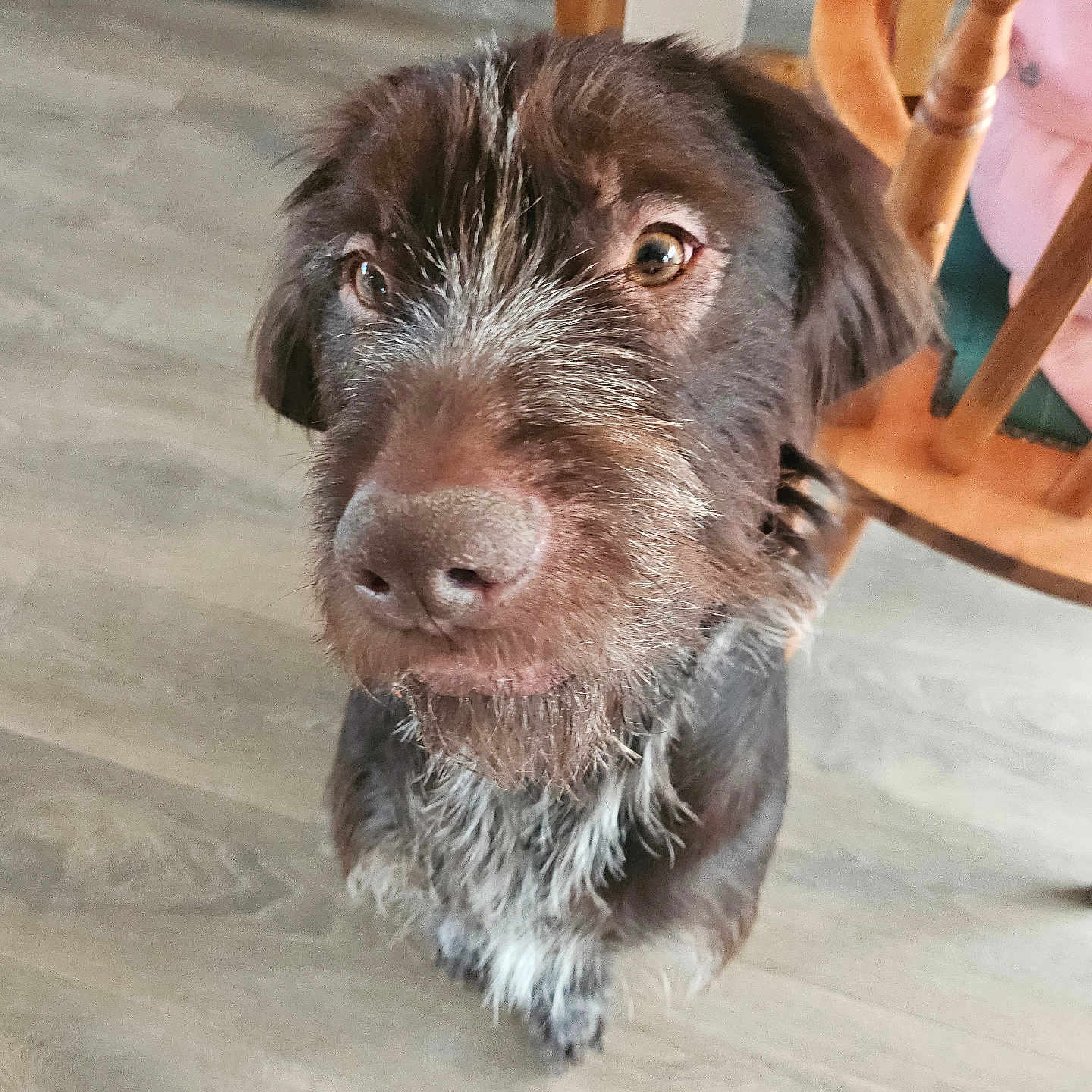 Teddy is registered to the contest to win money with this photo: animal, brown_dog, canine, chair, close_up, companionship, curious, dog, domestic, floor, furniture, household, indoor, looking_up, mammal, pet, scruffy, sofa, whiskers, wooden_floor