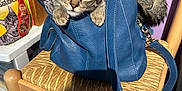 Monkey Moo is registered to the contest to win money with this photo: animal, bag_strap, blue_handbag, cat, close_up, curious, cute, domestic_animal, furniture, household, indoor, kitten, paws, pet, pet_food, purple_wall, storage_boxes, tabby, wood_floor, wooden_chair