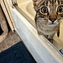 Monkey Moo is registered to the contest to win money with this photo: animal, bathroom, bathtub, blue_bath_mat, cat, close_up, curiosity, curious, domestic, edge, exploring, feline, home, indoor, pet, tabby, tile_floor, whiskers, wide_eyes, young_cat