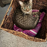 Monkey Moo is registered to the contest to win money with this photo: animal, basket, carpet, cat, cozy, curious, cute, feline, furniture, green_eyes, home, indoor, looking_up, pet, purple_mesh, relaxed, resting, tabby_cat, texture, woven_basket
