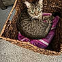 animal, basket, carpet, cat, cozy, curious, cute, feline, furniture, green_eyes, home, indoor, looking_up, pet, purple_mesh, relaxed, resting, tabby_cat, texture, woven_basket