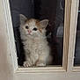 animal, cat, closeup, curious, cute, door, feline, fluffy, glass, indoor, kitten, looking, orange, paws, pet, reflection, resting, white, window, young