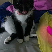 Raven is registered to the contest to win money with this photo: cat, tuxedo_cat, pet, kitten, tongue_out, pink_collar, whiskers, paws, bed, blanket, pillow, plastic_bag, shopping_bag, indoor, low_light, close_up, portrait, black_fur, white_fur, curious