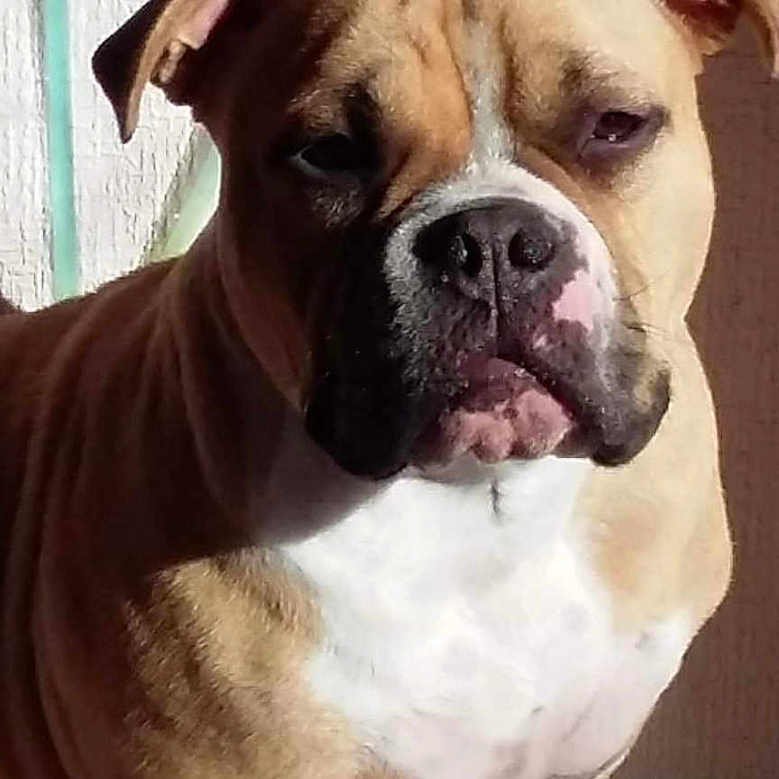 Naya
