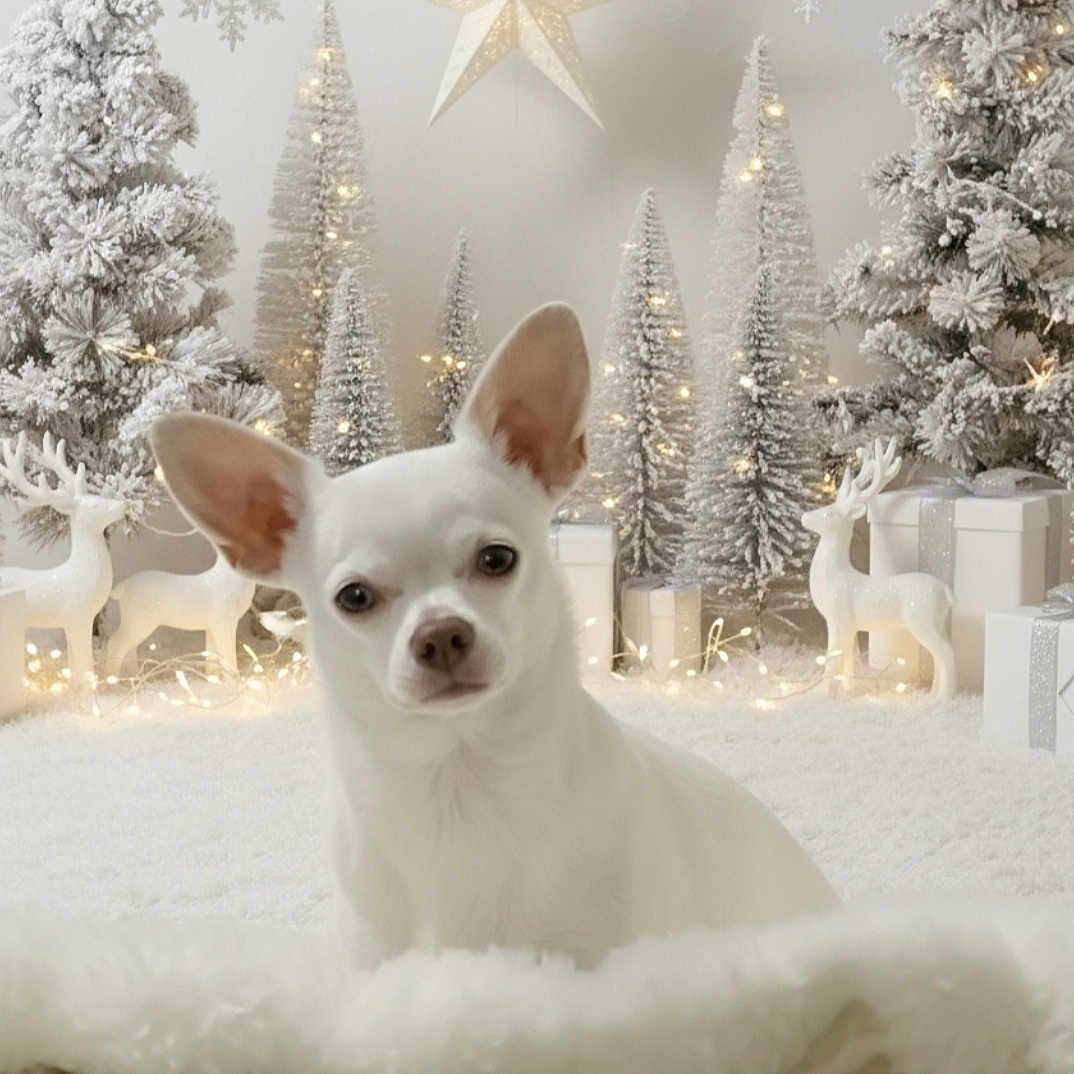 Bianca participe au concours pour gagner de l'argent avec cette photo : animal, celebration, chihuahua, christmas_tree, cozy, cute, decorations, dog, festive, frosted_tree, gift_box, holiday, holiday_decor, indoors, lights, pet, reindeer_statue, snow, white_dog, winter