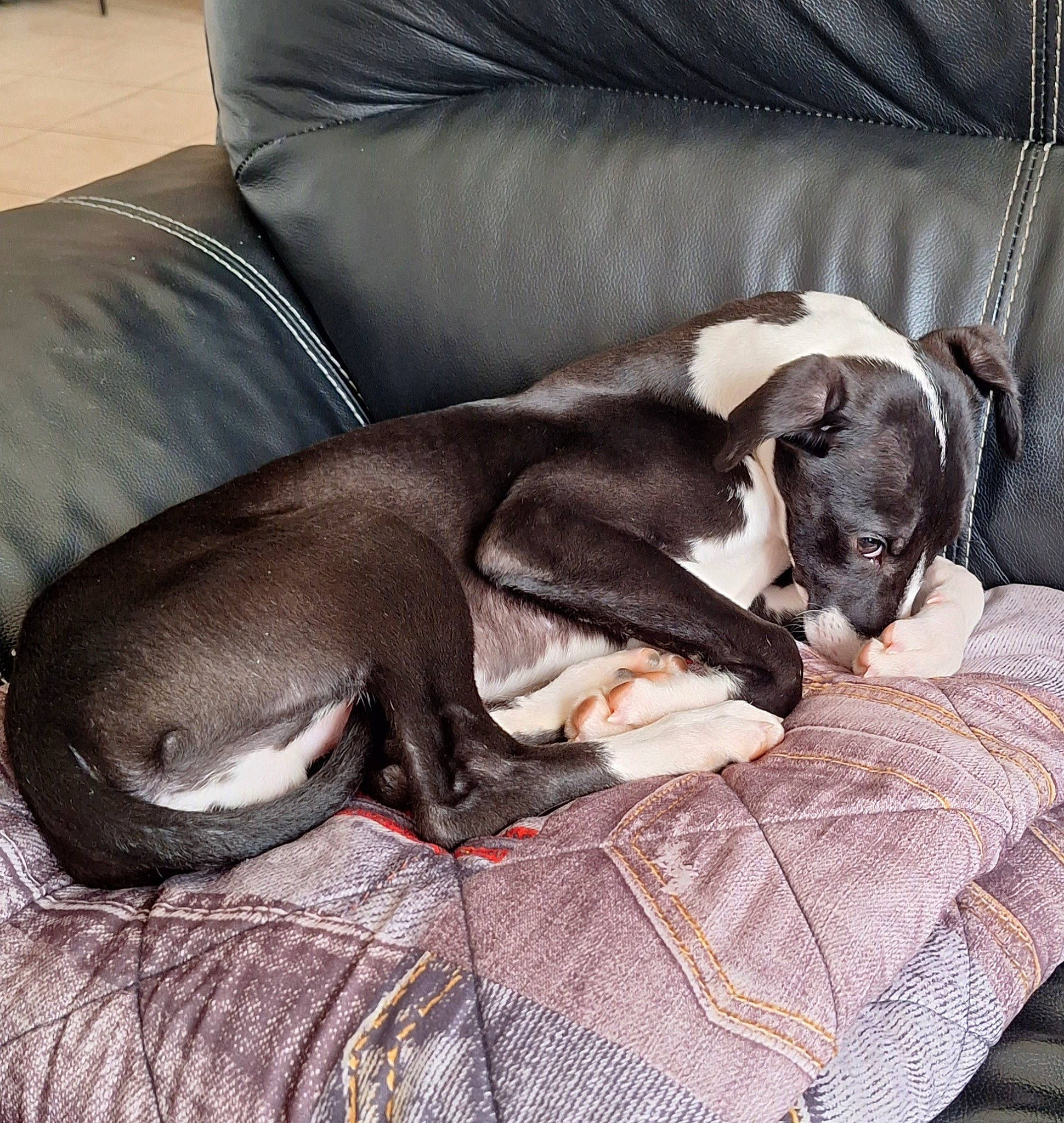 Ulysse participe au concours pour gagner de l'argent avec cette photo : canidae, carnivore, comfort, companion_dog, couch, dog, dog_breed, fawn, grey, linens, liver, non_sporting_group, paw, sporting_group, tail, terrestrial_animal, toy_dog, working_animal