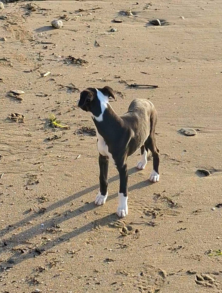 Ulysse participe au concours pour gagner de l'argent avec cette photo : canidae, carnivore, companion_dog, dog, dog_breed, fawn, hunting_dog, landscape, non_sporting_group, sand, shadow, snout, soil, sporting_group, street_dog, tail, terrestrial_animal, wildlife, working_animal