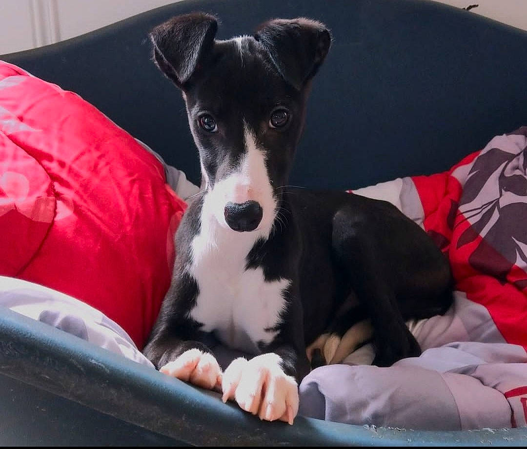 Ulysse a rejoint le concours — aidez-le/la à gagner de superbes lots ! canidae, carnivore, collar, comfort, companion_dog, dog, dog_breed, dog_collar, dog_supply, linens, non_sporting_group, pet_supply, puppy, snout, sporting_group, terrestrial_animal, terrier, toy_dog, working_animal