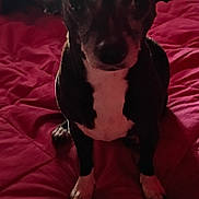 Coco is registered to the contest to win money with this photo: animal, bed, black_and_white, blanket, canine, companion, cute, dog, domestic_animal, ears, face, fur, indoor, looking_at_camera, paws, pet, quiet, quilt, sitting, small_dog