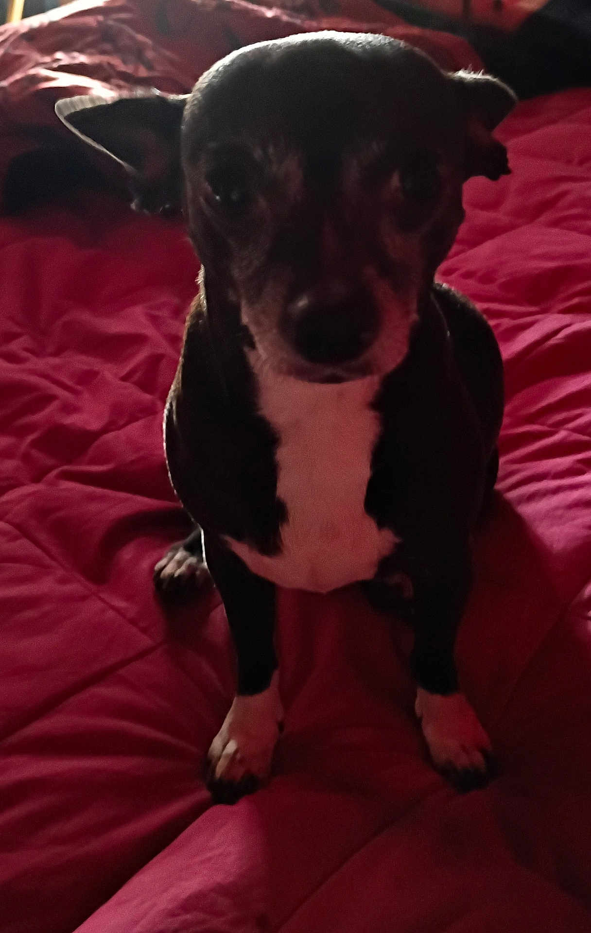 Coco