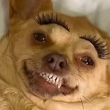 Doazjzbanlalekekenen participe au concours pour gagner de l'argent avec cette photo : canidae, carnivore, close_up, companion_dog, dog, dog_breed, eye, face, fur, head, mammal, mouth, nose, pomeranian, puppy, puppy_love, sloth, smile, snout, tibetan_spaniel